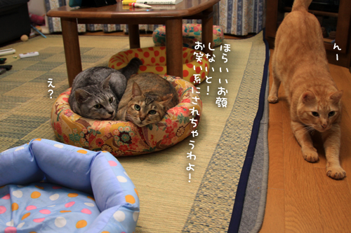 思わぬ猫団子_d0355333_15013098.jpg