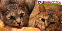 思わぬ猫団子_d0355333_15013135.jpg