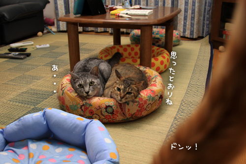 思わぬ猫団子_d0355333_15013198.jpg