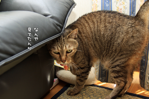 笑子たんの考え事。_d0355333_15013215.jpg