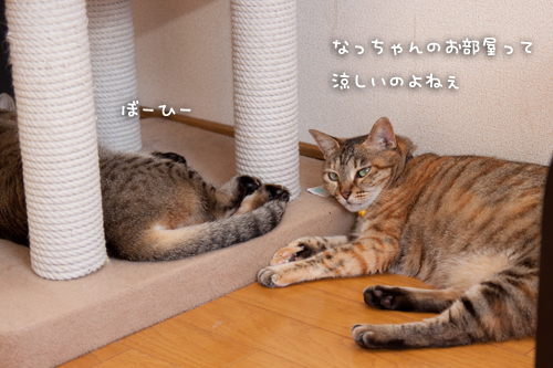 寝場所それぞれ_d0355333_15013325.jpg
