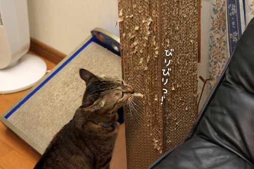 大きな爪とぎの木の下で。_d0355333_15013527.jpg