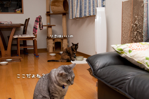 一緒に遊ぼうよ!_d0355333_15013702.jpg
