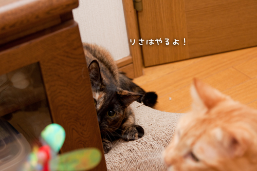 一緒に遊ぼうよ!_d0355333_15013886.jpg