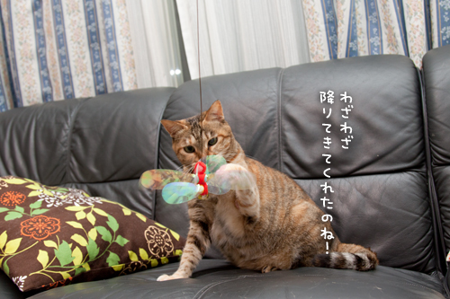 痩せるコツは_d0355333_15013914.jpg