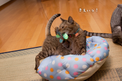 痩せるコツは_d0355333_15013957.jpg