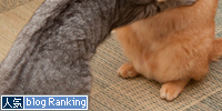 ねこ相撲!はっけよ~い!_d0355333_15014138.jpg