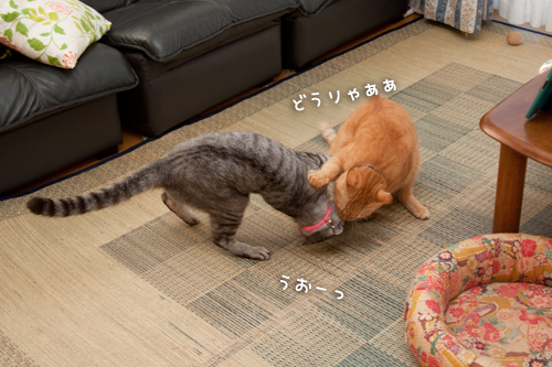 ねこ相撲!はっけよ~い!_d0355333_15014171.jpg