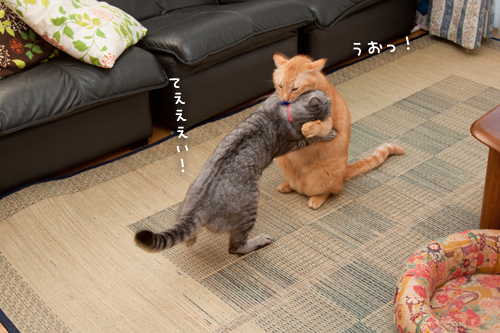 ねこ相撲!はっけよ~い!_d0355333_15014179.jpg