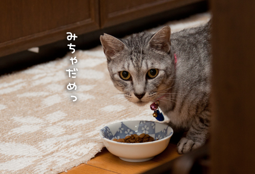 どきどきごはん。_d0355333_15014575.jpg
