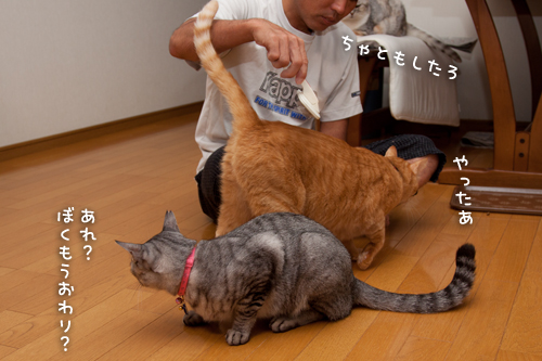 ちゃとらんも!_d0355333_15014802.jpg