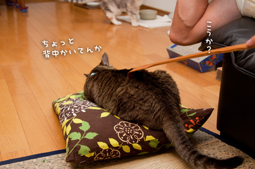 笑子たんと孫の手。_d0355333_15015263.jpg