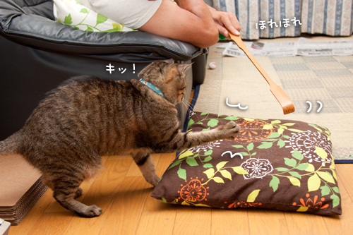 笑子たんと孫の手。_d0355333_15015283.jpg