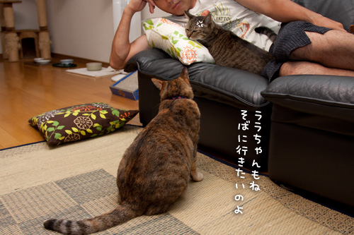 ララちゃんは遠慮がち。_d0355333_15015366.jpg