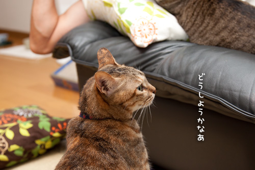ララちゃんは遠慮がち。_d0355333_15015480.jpg