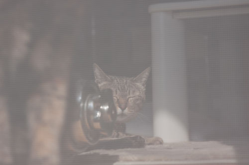 りさの番だよ!_d0355333_15020429.jpg