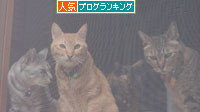 りさの番だよ!_d0355333_15020497.jpg