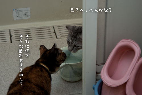 なっちゃん流お水の飲み方をゲットせよ_d0355333_15020584.jpg