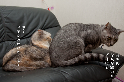 返事はいらない_d0355333_15020640.jpg