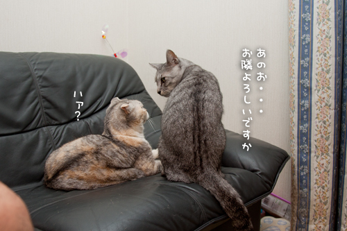 返事はいらない_d0355333_15020698.jpg
