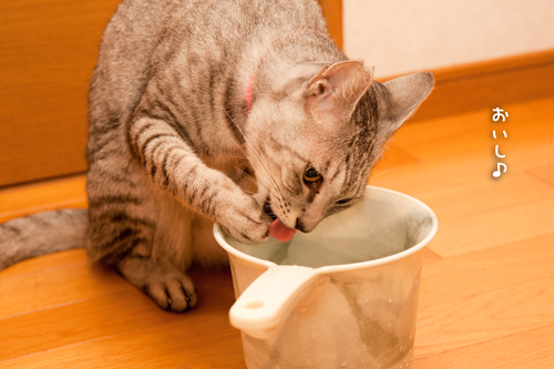 かわいいお水の飲み方ゲット!_d0355333_15021097.jpg