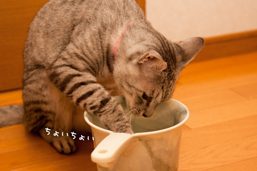 かわいいお水の飲み方ゲット!_d0355333_15021099.jpg