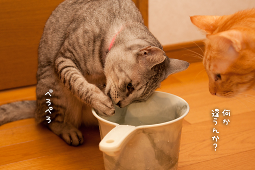 たくさん飲むぞ!_d0355333_15021114.jpg