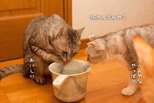 たくさん飲むぞ!_d0355333_15021140.jpg