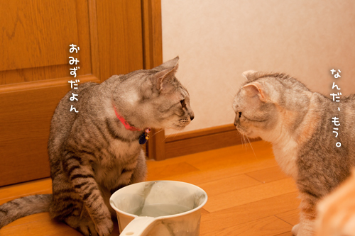 たくさん飲むぞ!_d0355333_15021152.jpg