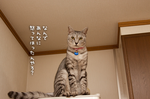 冷蔵庫の上の攻防!_d0355333_15021319.jpg