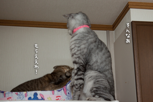 冷蔵庫の上の攻防!_d0355333_15021342.jpg