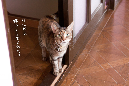 期待を裏切らない。_d0355333_15021496.jpg