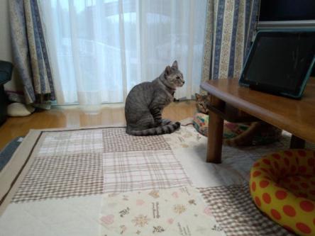 スギちゃんもびっくりだな!_d0355333_15022362.jpg