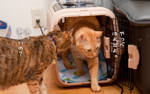 予測するねこ。_d0355333_15023120.jpg