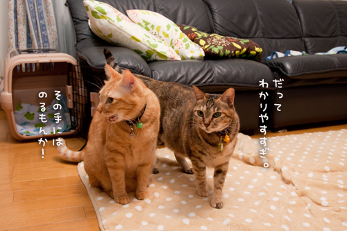予測するねこ。_d0355333_15023177.jpg