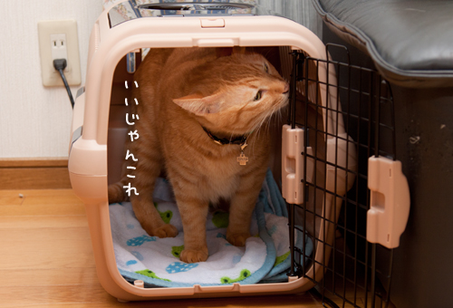予測するねこ。_d0355333_15023199.jpg