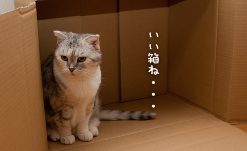 予測するねこ。_d0355333_15023282.jpg