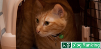 予測するねこ。_d0355333_15023296.jpg