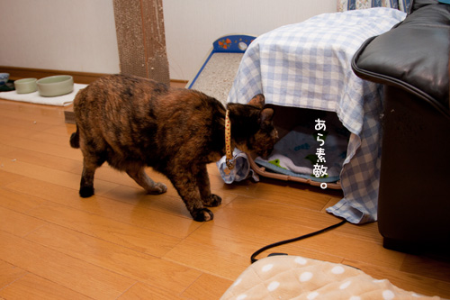 新しい、イイ場所になるか?_d0355333_15023450.jpg