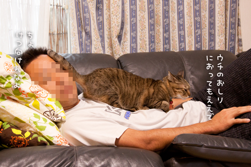 猫的親愛の情?_d0355333_15024050.jpg