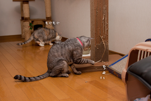 爪とぎの木のその後・・・_d0355333_15025690.jpg