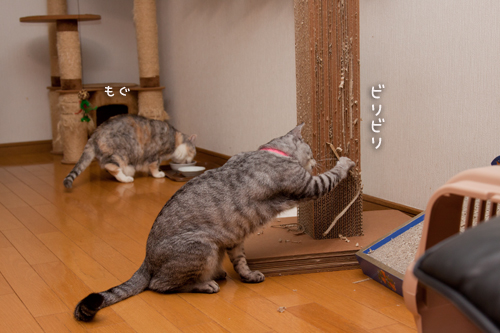 爪とぎの木のその後・・・_d0355333_15025699.jpg