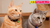 鍋奉行?_d0355333_15032334.jpg