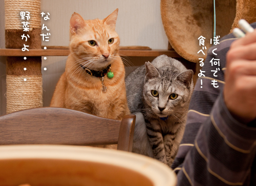 鍋奉行?_d0355333_15032374.jpg