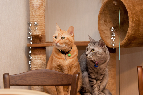 鍋奉行?_d0355333_15032386.jpg