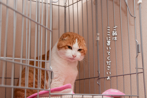 ご飯の威力_d0355333_15032564.jpg