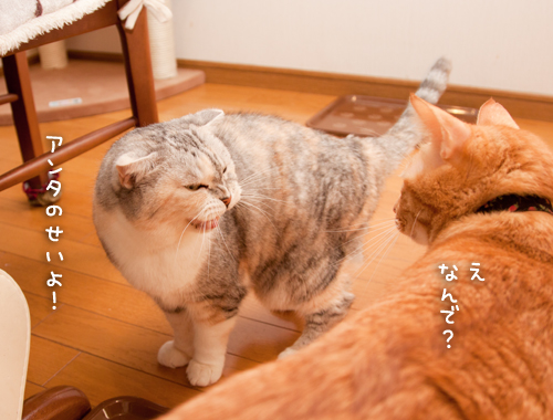 断食の朝_d0355333_15032817.jpg
