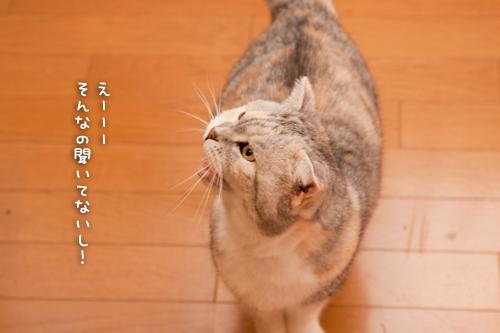 断食の朝_d0355333_15032843.jpg