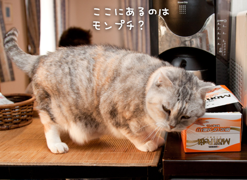 断食の朝_d0355333_15032897.jpg