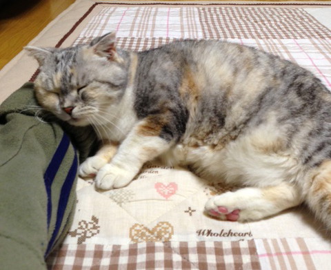 13歳の底力。_d0355333_15033152.jpg